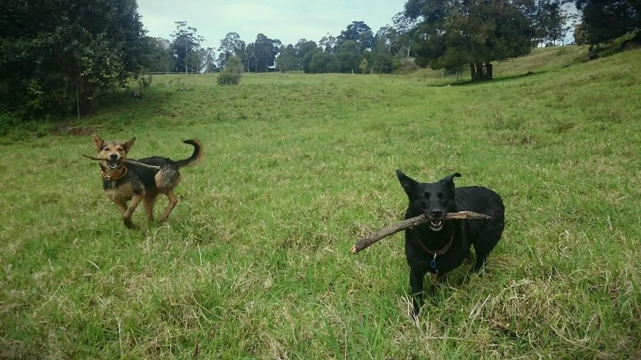 Country house Bellthorpe Stays Maleny