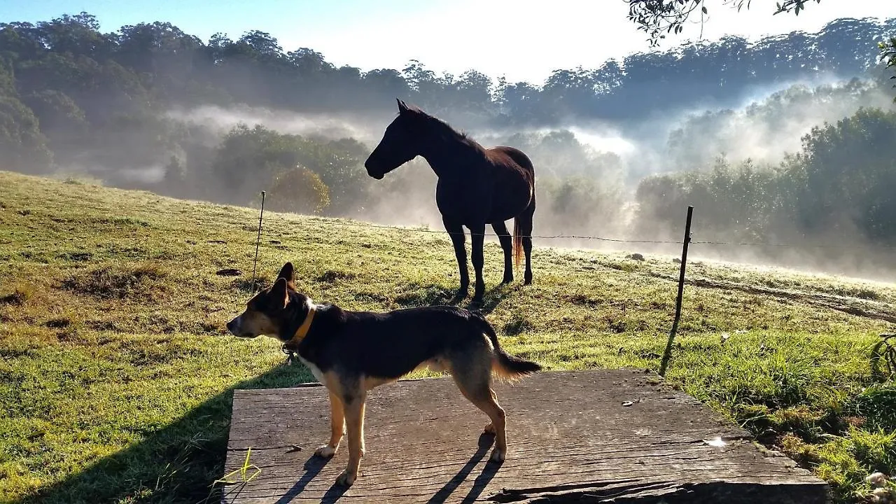 Bellthorpe Stays Maleny Australia